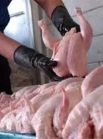 صادرات مرغ متوقف شد