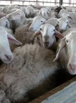 جهش ۲۹ برابری قیمت گوسفند در ۱۰ سال!